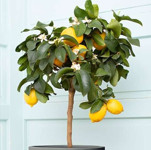 Add a burst of citrus to your day, picking fresh lemons straight from the tree, whether you're making homemade lemonade or garnishing a delicious meal. This charming getaway offers the perfect blend of relaxation and natural beauty. Add a burst of citrus to your day, picking fresh lemons straight from the tree, whether you're making homemade lemonade or garnishing a delicious meal. This charming getaway offers the perfect blend of relaxation and natural beauty.